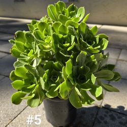 succulents