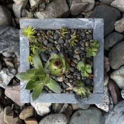 Don’t 4get Mom! Low Maintenance Zen Garden Succulent Arrangement