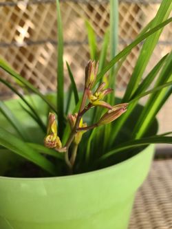 Cymbidium