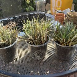 Zebra Haworthia Succulent 