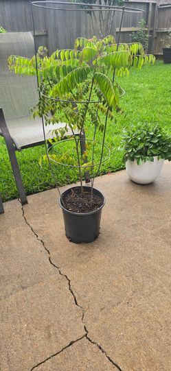 Curry Leaf live plant