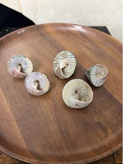 Set of 4 polished spiral seashells