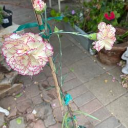 Big Flower Carnation 