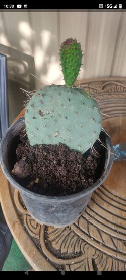 Xoconol 1g cactus
