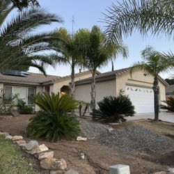 Mature Palms & Cycads for Sale – Buyer Removes - Prices Vary