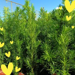PODOCARPUS PRIVACY HEDGE PLANTS 7GL OVERGROWN 6-7FT ONLY $26🌿🌿