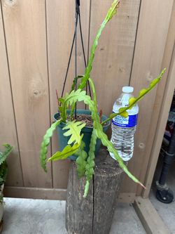 Fish bone cactus