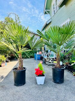$129 each beautiful windmill Palm