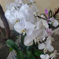 Beautiful Orchids