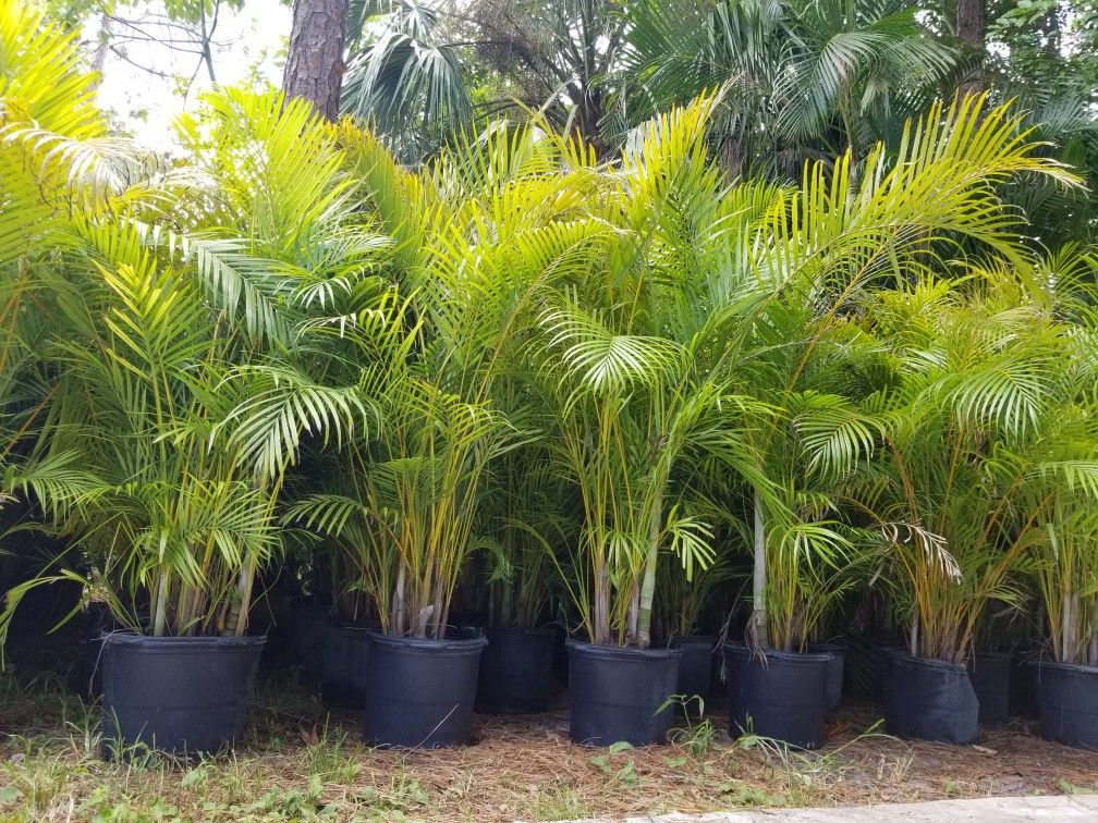 Areca palm trees 6ft tall installed 7 gallon