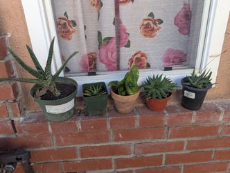 $2 succulents