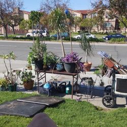 Plant Sale -- On. 3/17  Until 7pm