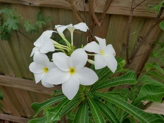 White Plumeria Pudica