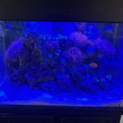 65 Gallon Acryllic Fish Tank, Stand And High End Accessories 