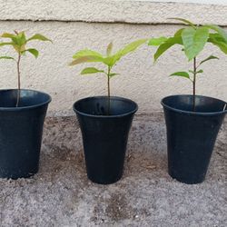 Avocado Plants 