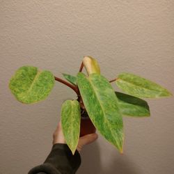 Parisio Verde Philodendron 