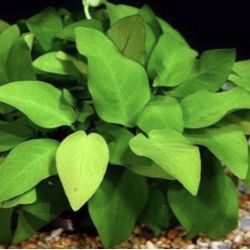 Aquatic Plants Anubia 