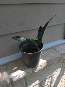 Snake plant