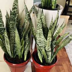 Snake plants can contribute to a more restful and rejuvenating sleep👉PLS READ DESCRIPTION