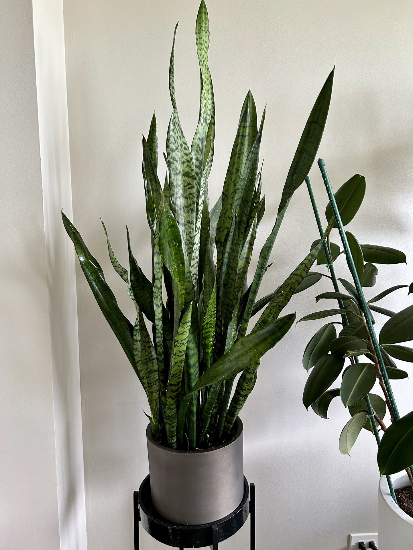 Snake Plant 50” Tall
