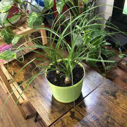 Ponytail Palm/ Elephants Foot/ Bottle Palm