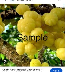 Sweet gooseberry trees