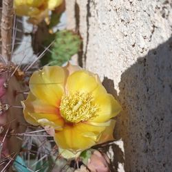 Terracotta Pot And Plant.