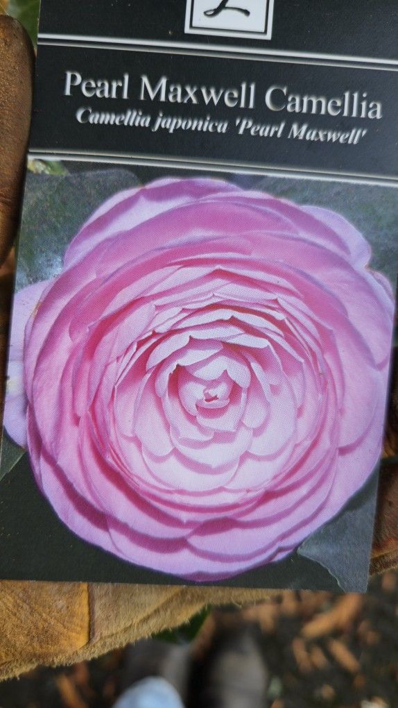 Camellia Evergreen- Pearl Maxwell
