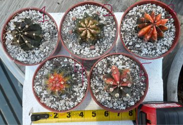 Gymnocalycium Mihanovichii Cactus