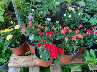 Mini roses