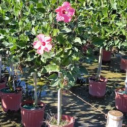 Hibiscus 🌺 Tree 