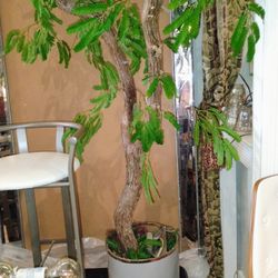 Cool Big Tree