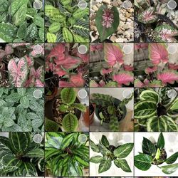 Exotic Plants/ Live Plants/calatheas/succulents/anthurium/caladium/Episcias /alocasia/begonia/nerve Plants/pothos/philondendron/agaves/herb Plants