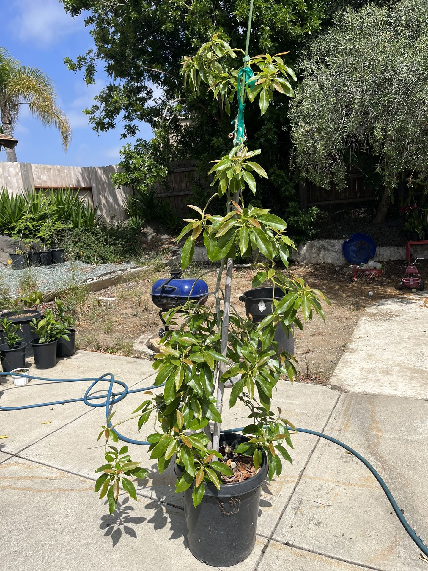 Holiday Avocado Tree