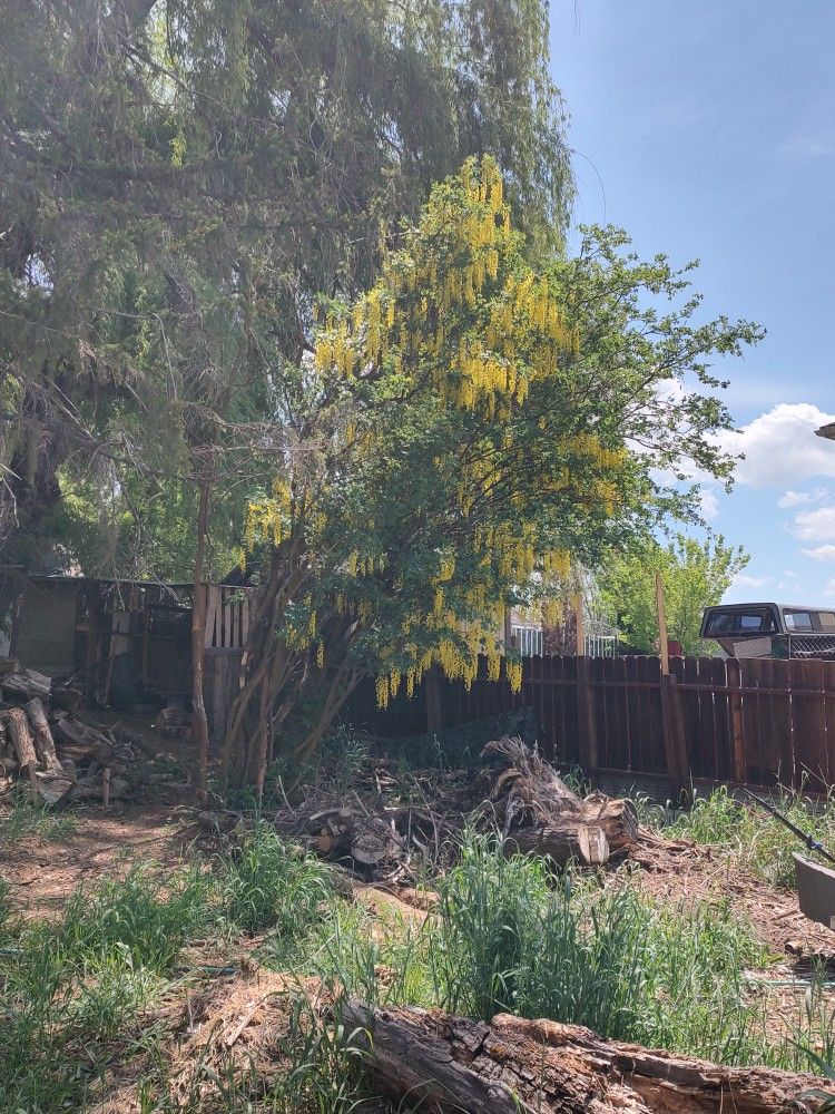 Buildable Lot With Trees, Klamath Falls