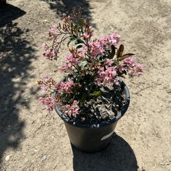 Rhaphiolepis Ballerina