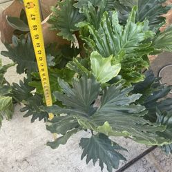 Huge ~3ft tall  (10” pot) Philodendron Lickity Split or Hope, 95820