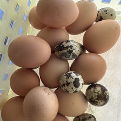 Quails And Chicle. Eggs 