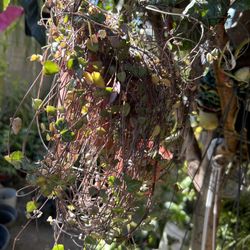 Planta Colgante