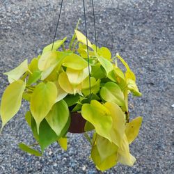 Neon Pothos Plant 6" Pot