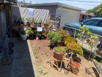 Plants for sale also bird houses