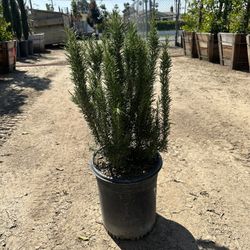 Rosemary Bush