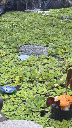 Water lettuce for sale!