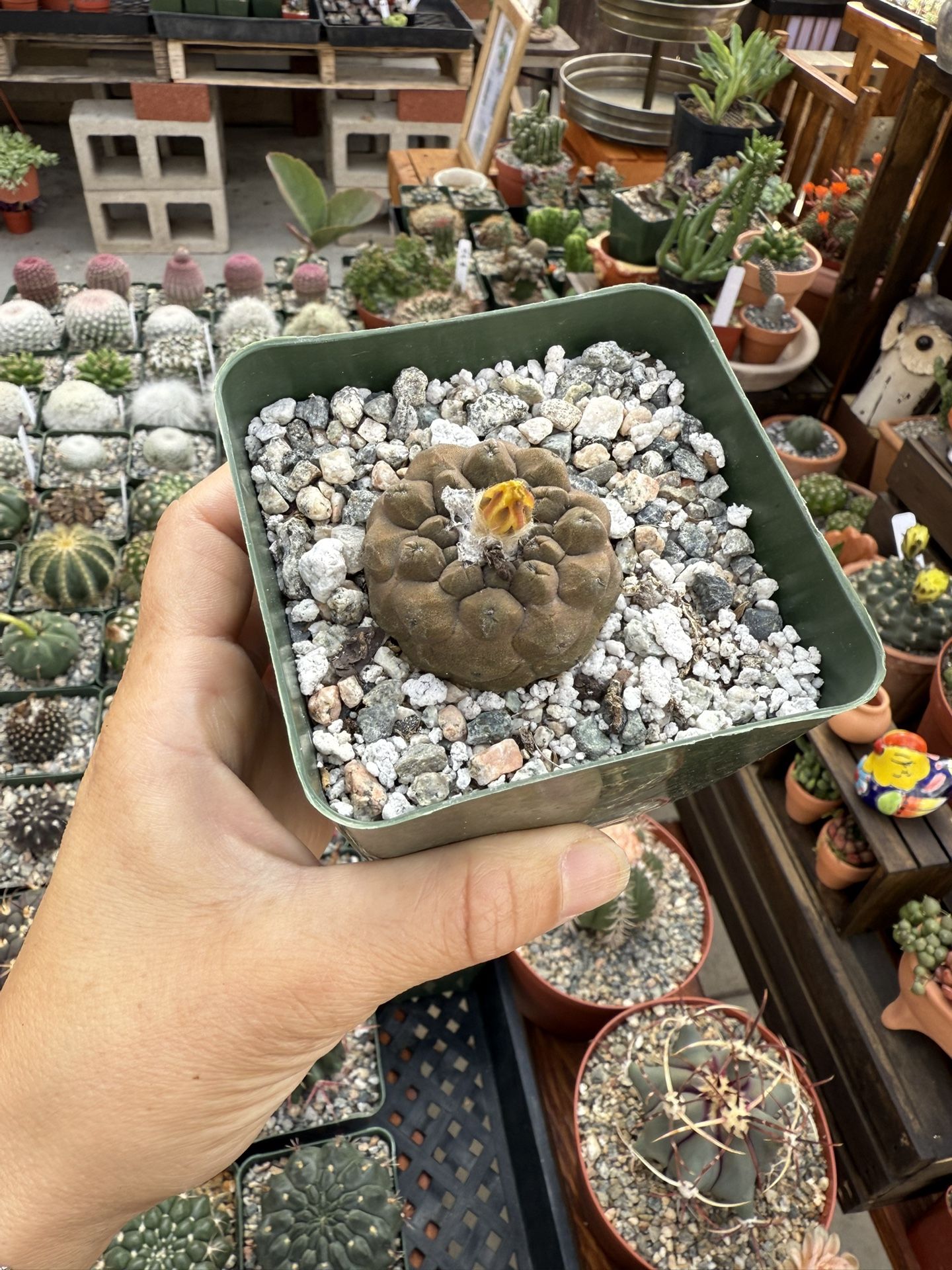 Copiapoa Hypogaea Lizard Skin 4”