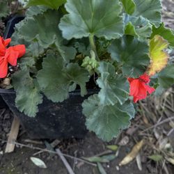 Geranium  Plant Diferent Color