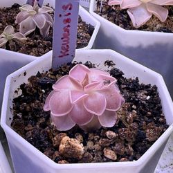 Pinguicula Butterworts Kewensis