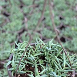 String of Bananas Senecio radicans