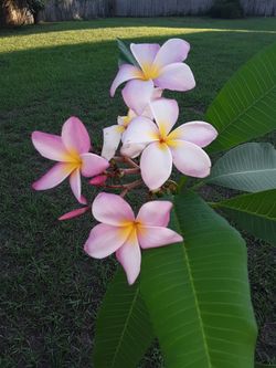 🌸Gift for Mom🌸