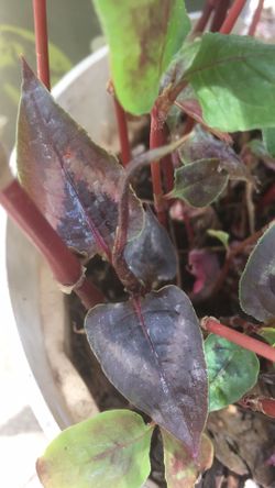 Red Dragon Persicaria