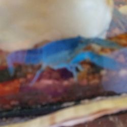 Fish Tank Blue Lobster